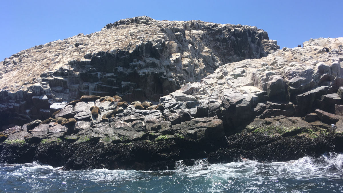 Islas Ballestas Rezerwat Narodowy Paracas